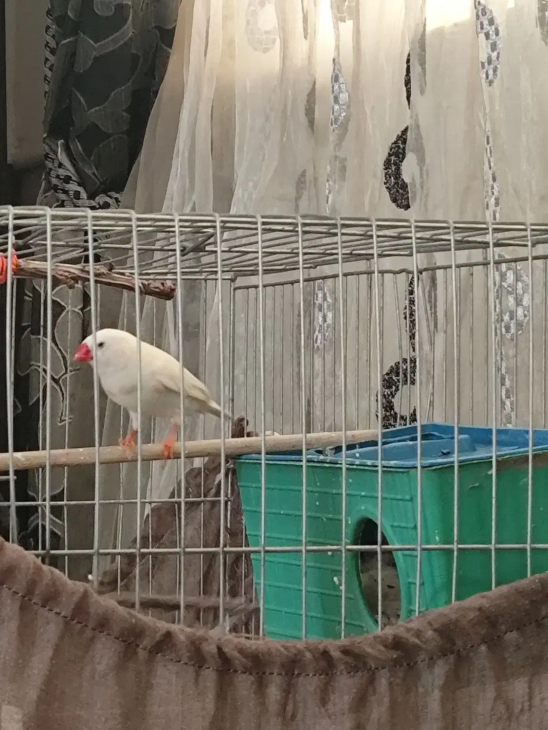 فنچ|پرنده|هشتگرد, تهران دشت|دیوار