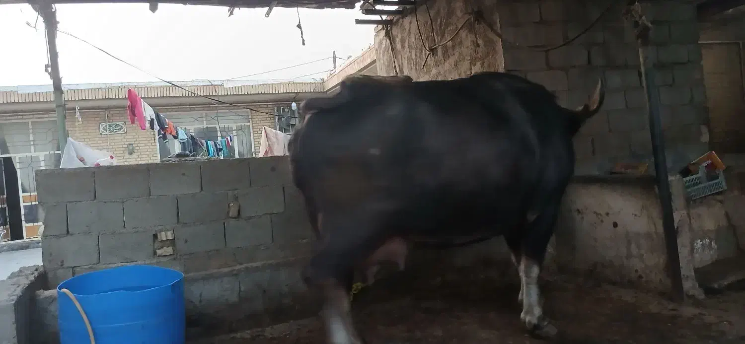 گاومیش شیری درجه یک|حیوانات مزرعه|سوسنگرد, |دیوار