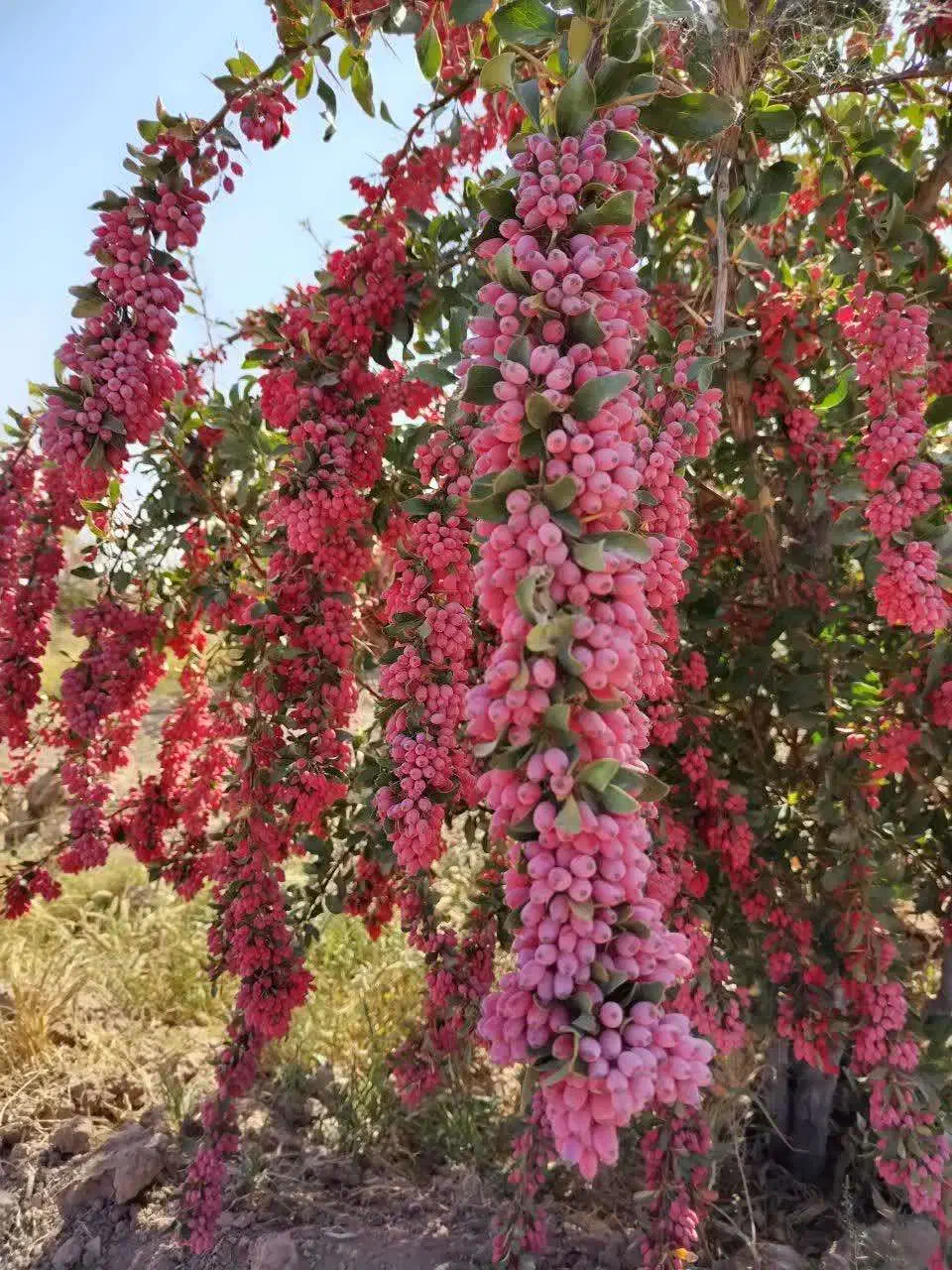 زرشک تازه|خوردنی و آشامیدنی|قم, شهرک مهدیه|دیوار
