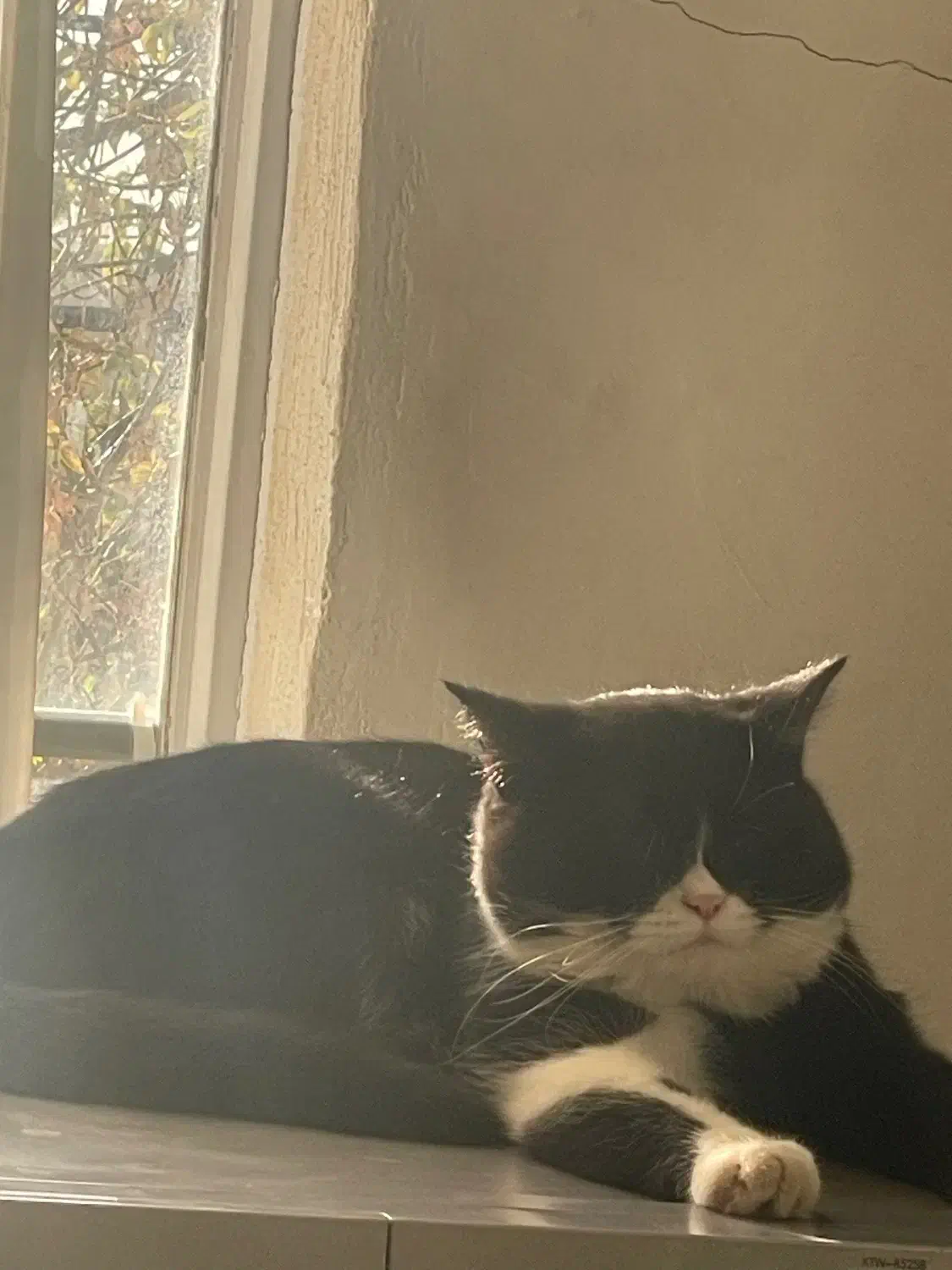 گربه نژاد دار|گربه|شیروان (خراسان), |دیوار