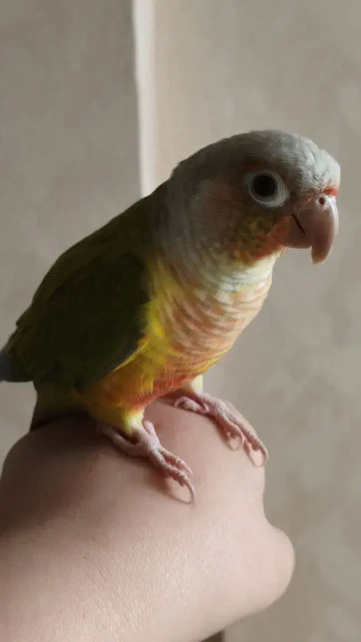 جفت پرنده گرینچیک|پرنده|مشهد, دانشجو|دیوار