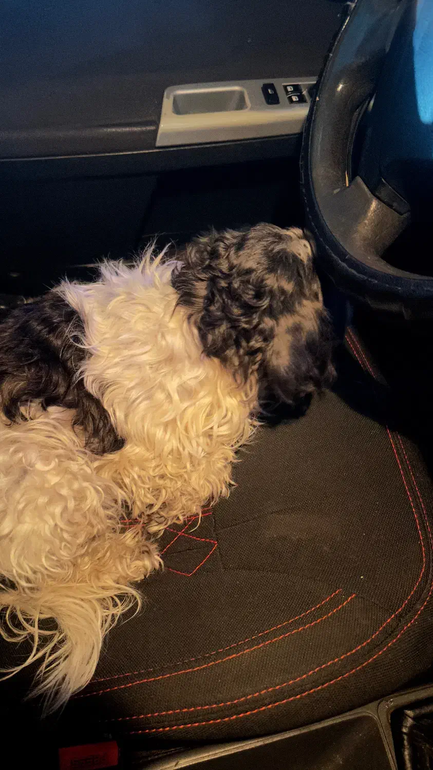 سگ گمشده|حیوانات|تبریز, |دیوار