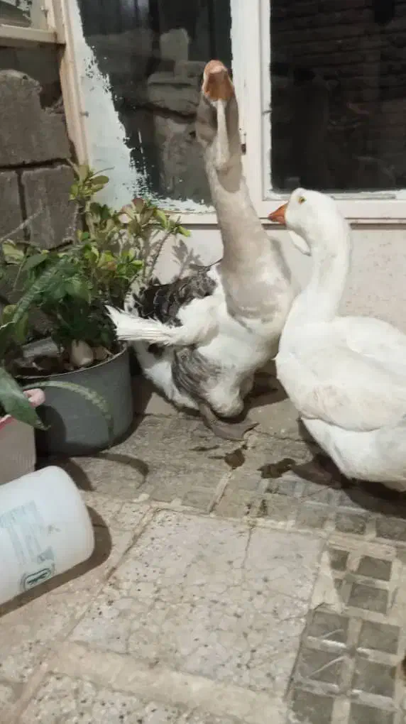 قوغاز خالماگوری اصل نژاد وارداتی|حیوانات مزرعه|بانه, |دیوار