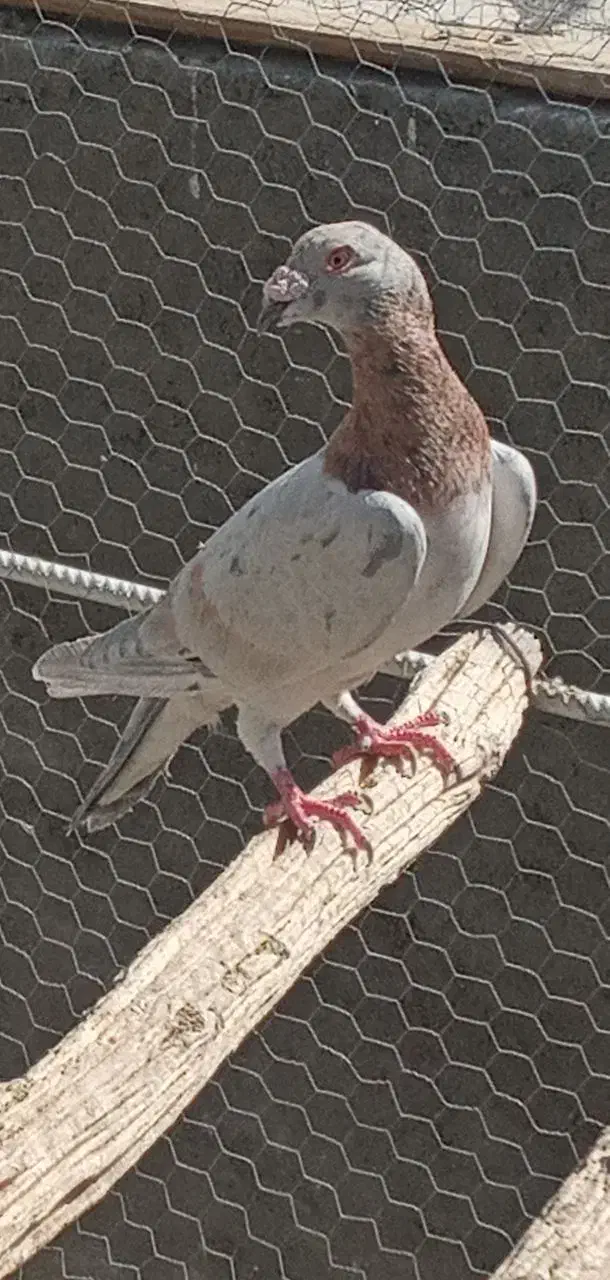 جفت نرماده|پرنده|اردکان, |دیوار