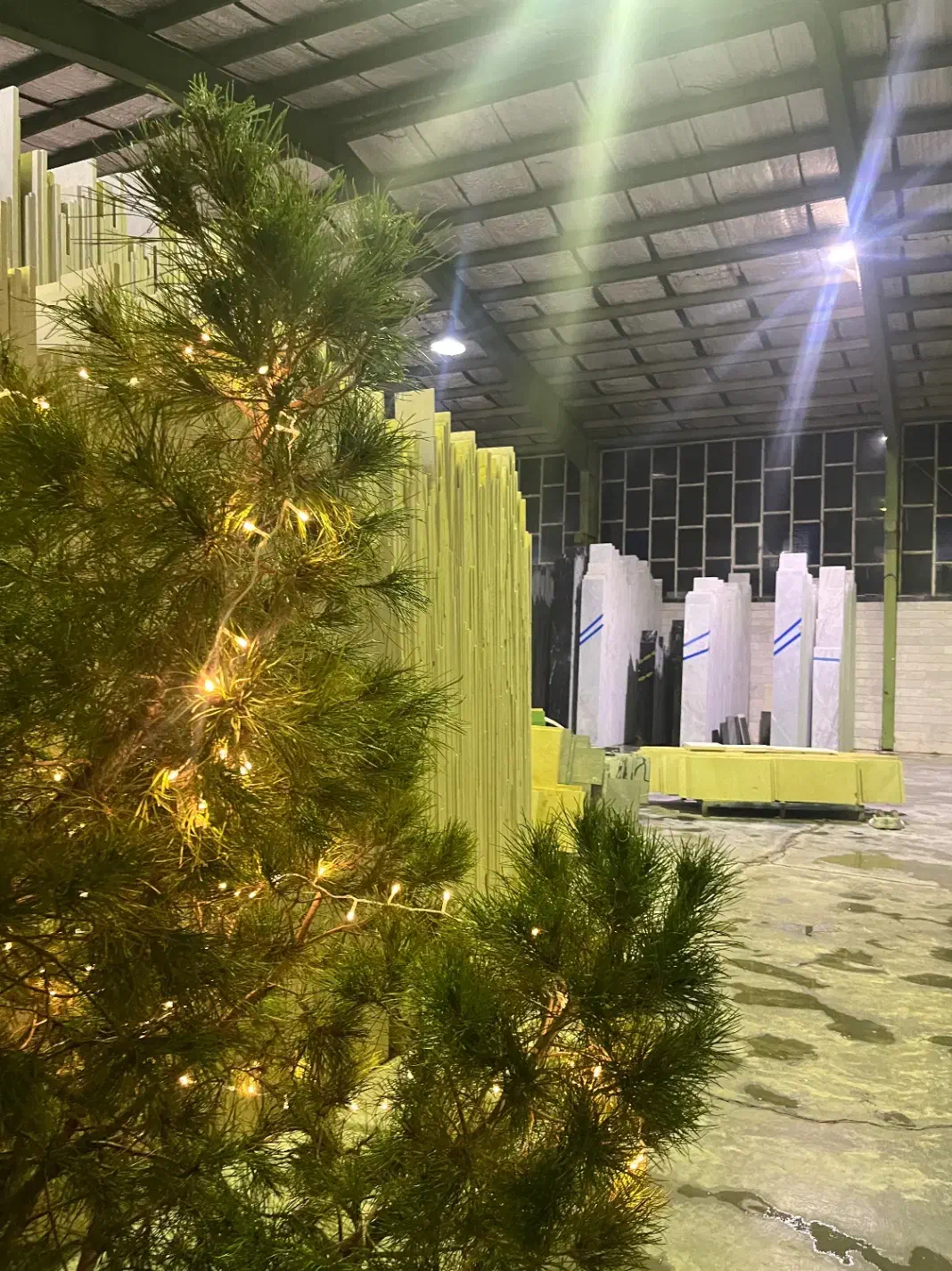 درخت کریسمس طبیعی ارتفاع ۳متر|گل و گیاه طبیعی|اصفهان, باغ زرشک|دیوار