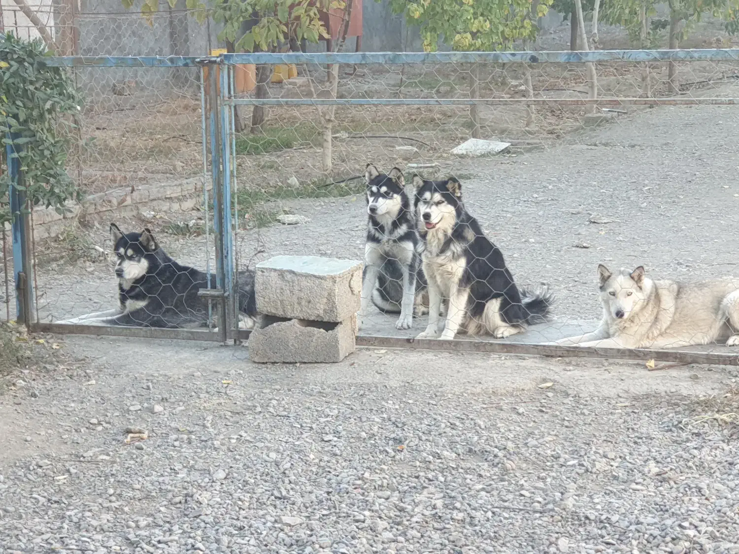 سگ هاسکی ۷ ماهه|سگ|مشهد, میان ولایت|دیوار