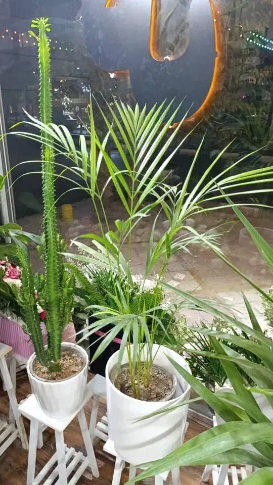 گل و گیاه|گل و گیاه طبیعی|ملارد, |دیوار