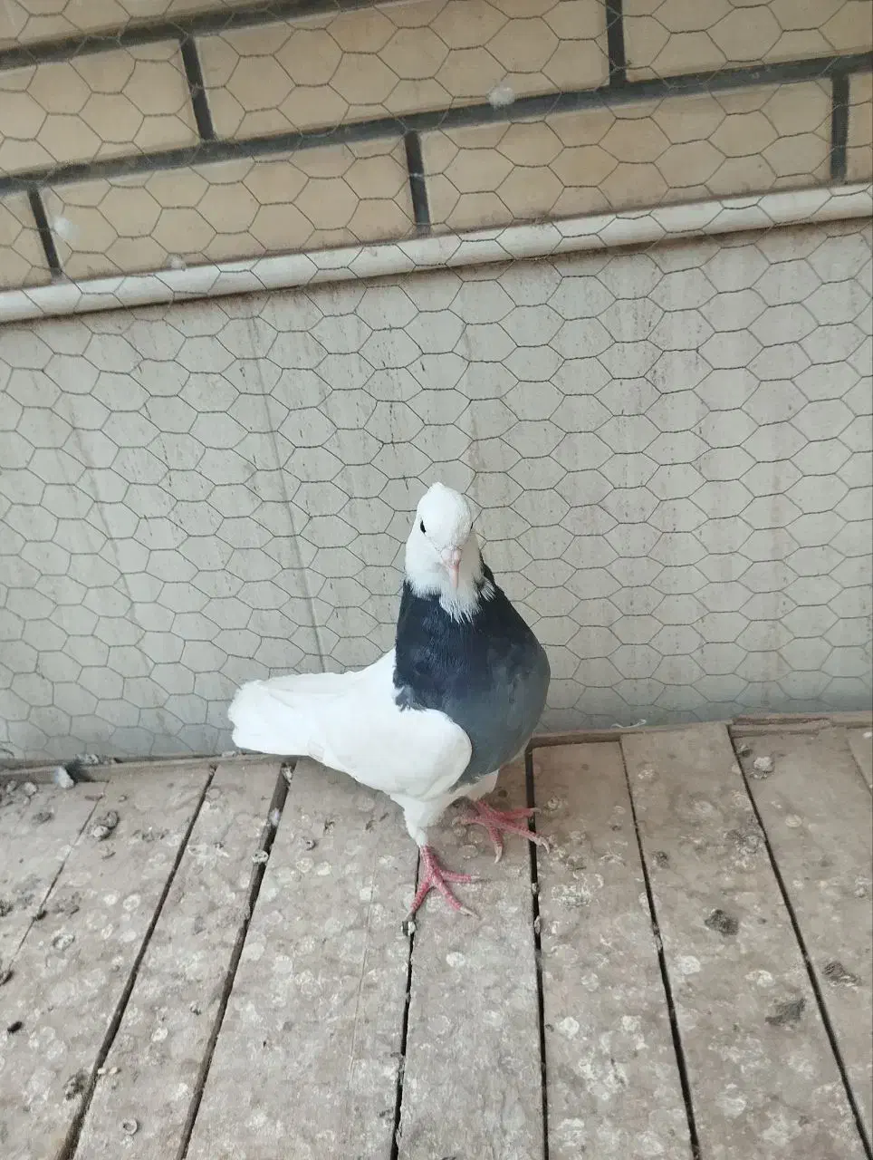 کفتر|پرنده|اردکان, |دیوار