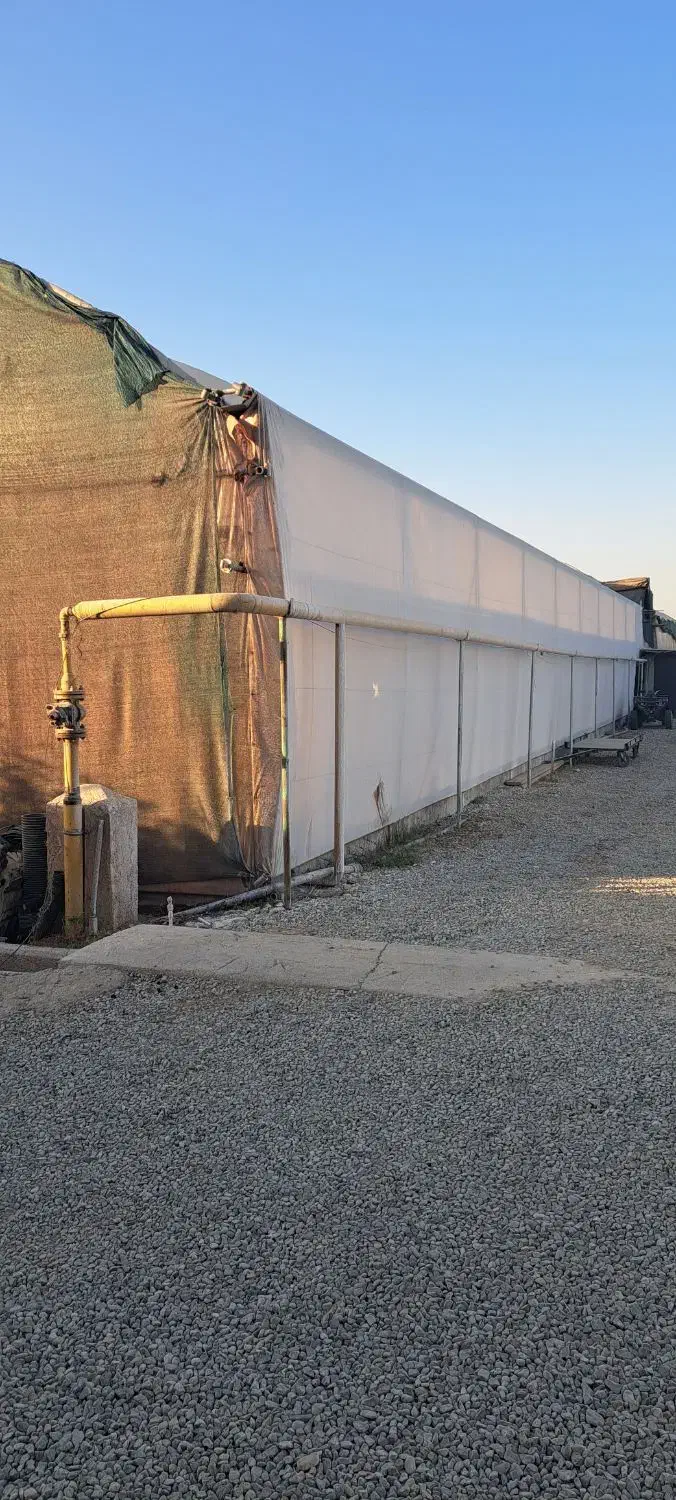 یک قطعه زمین و گلخانه ۱۳۰۰ متری طرح اسپانیایی|فروش دفتر صنعتی، کشاورزی، تجاری|پاکدشت, پاکدشت (مامازند)|دیوار