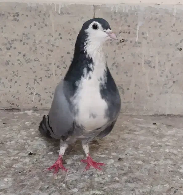 کبوتر نر سینه باز|پرنده|اصفهان, سرچشمه|دیوار