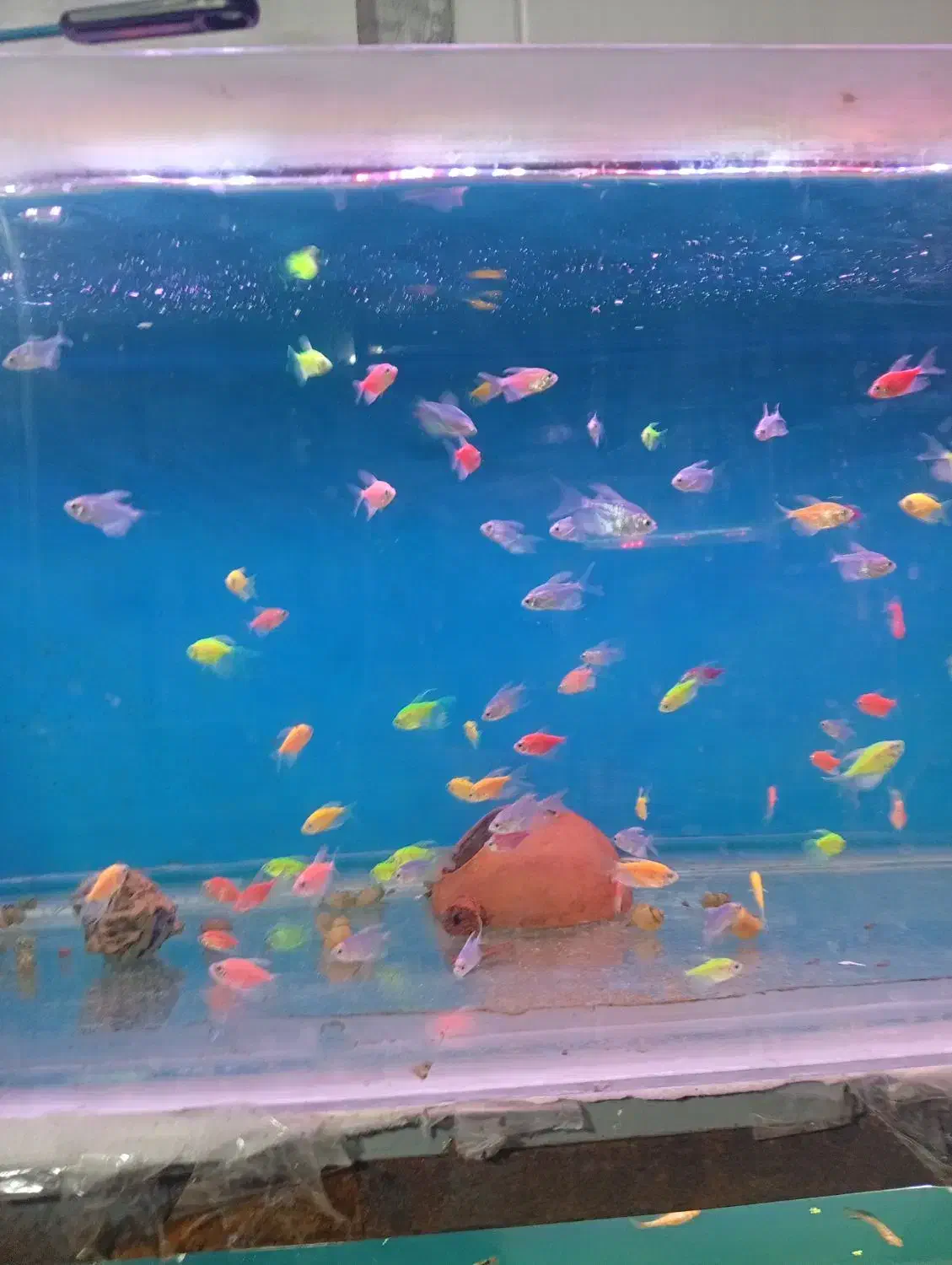 ماهی ویال|ماهی|تهران, گلچین|دیوار