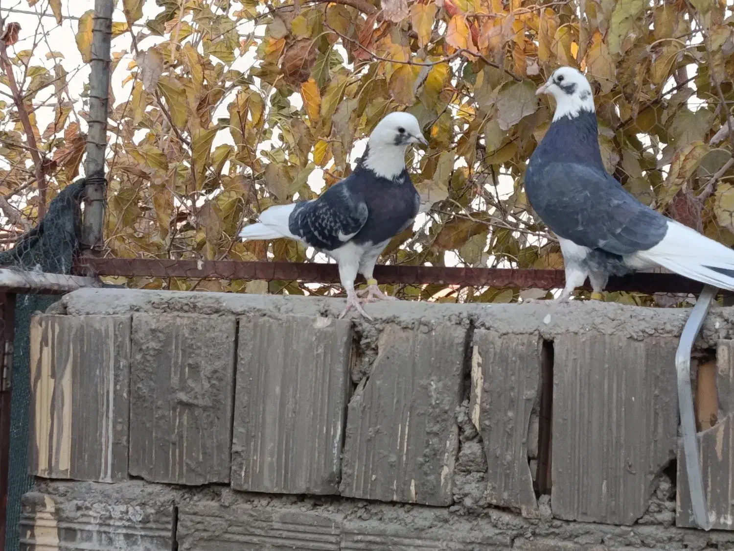 کبوتر شازده،یا ابلغ|پرنده|خمینی‌شهر, |دیوار