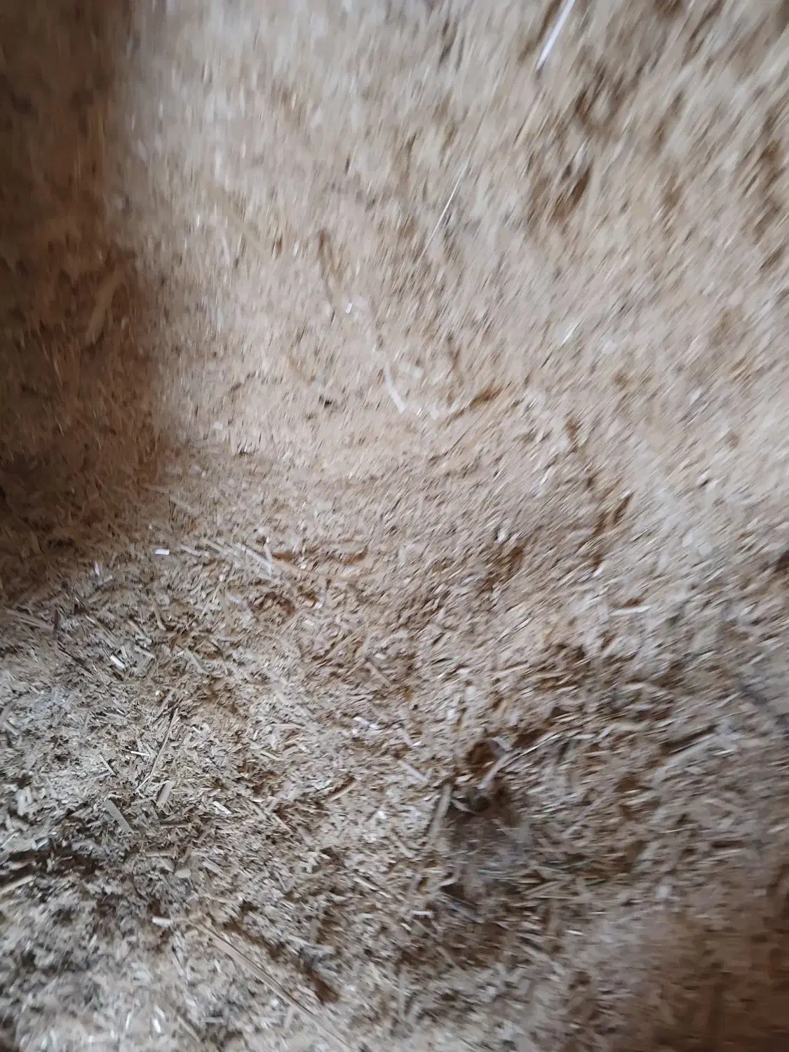 کاه دیمه|حیوانات مزرعه|رضویه, |دیوار