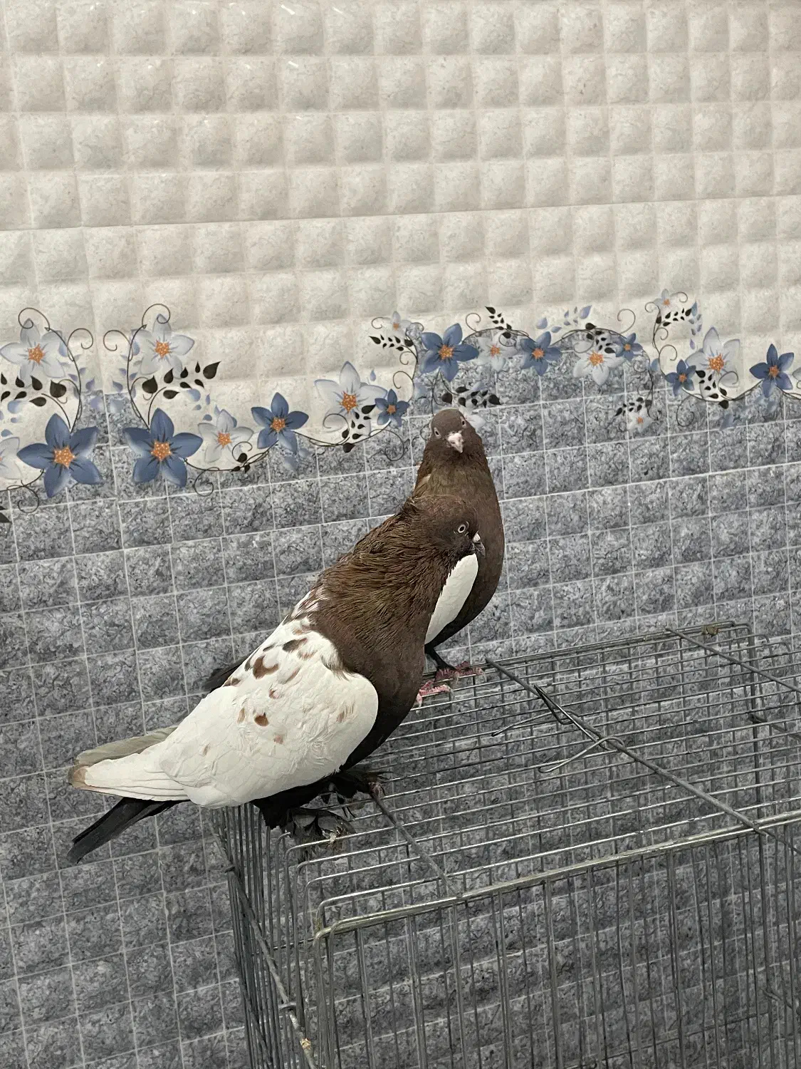 سینه دورنگ|پرنده|لنجان, |دیوار