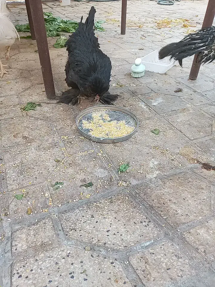 مرغ سلطان وخروس سفید|حیوانات مزرعه|شیراز, زرهی|دیوار