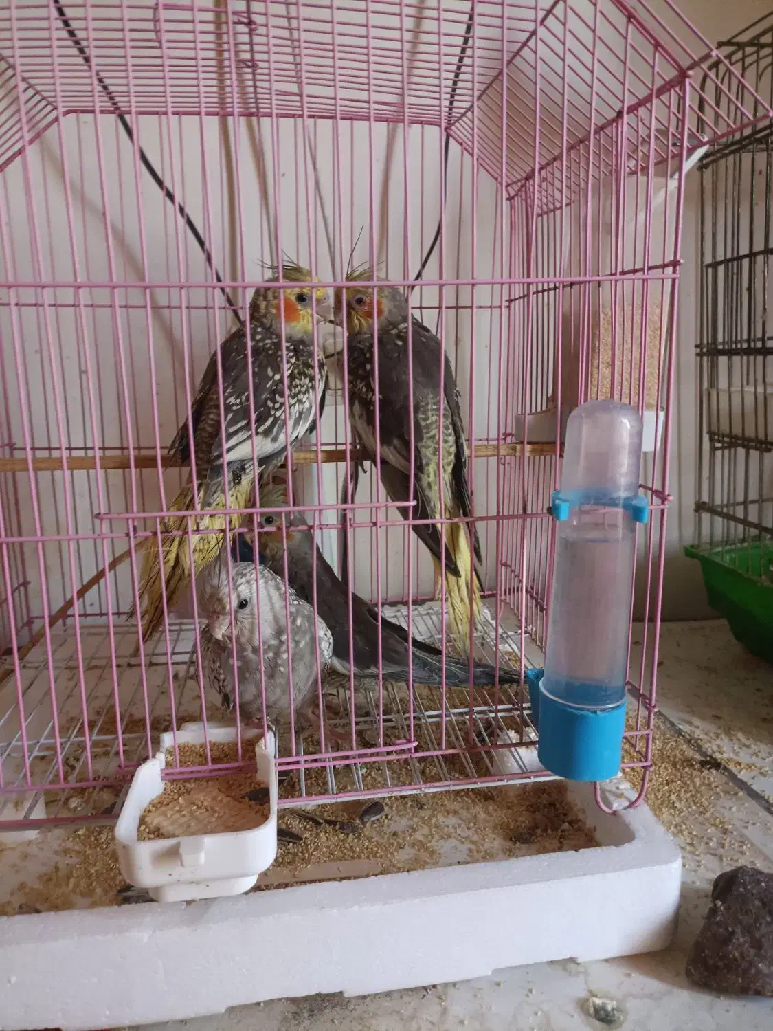 عروس هلندی بالغ نر و ماده جوجه برا فروش|پرنده|لنگرود, |دیوار