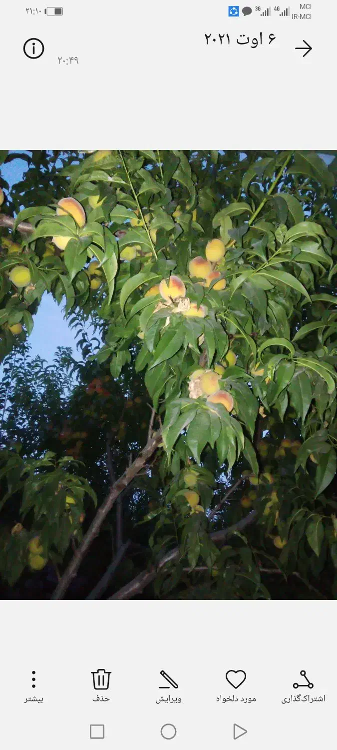 فروش باغ شبسترکافی الملک|فروش دفتر صنعتی، کشاورزی، تجاری|تبریز, |دیوار