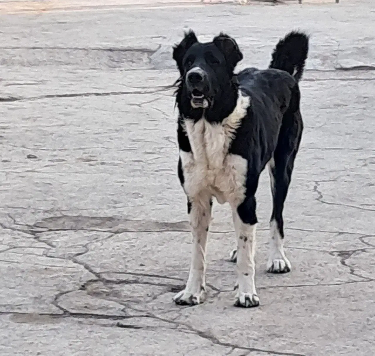 لاسه قدریجونی|سگ|حبیب آباد, |دیوار