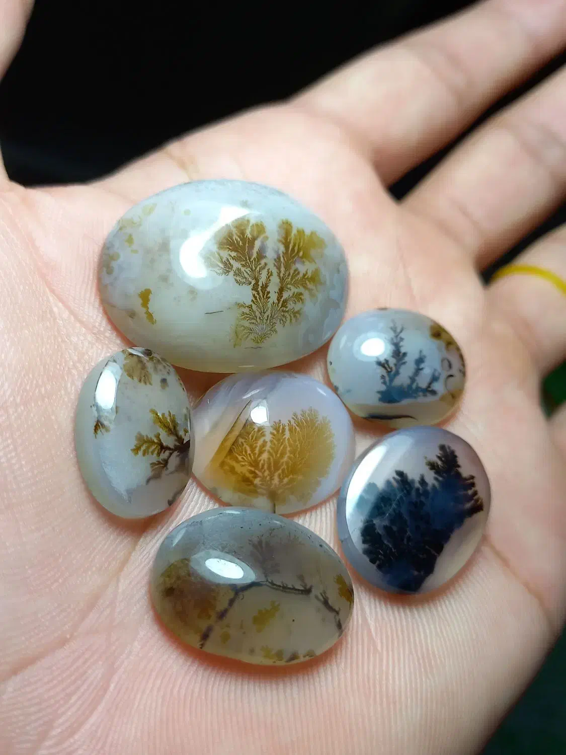 مجموعه‌ی ۶ عددی شجر قائن|جواهرات|فردوس (خراسان), |دیوار