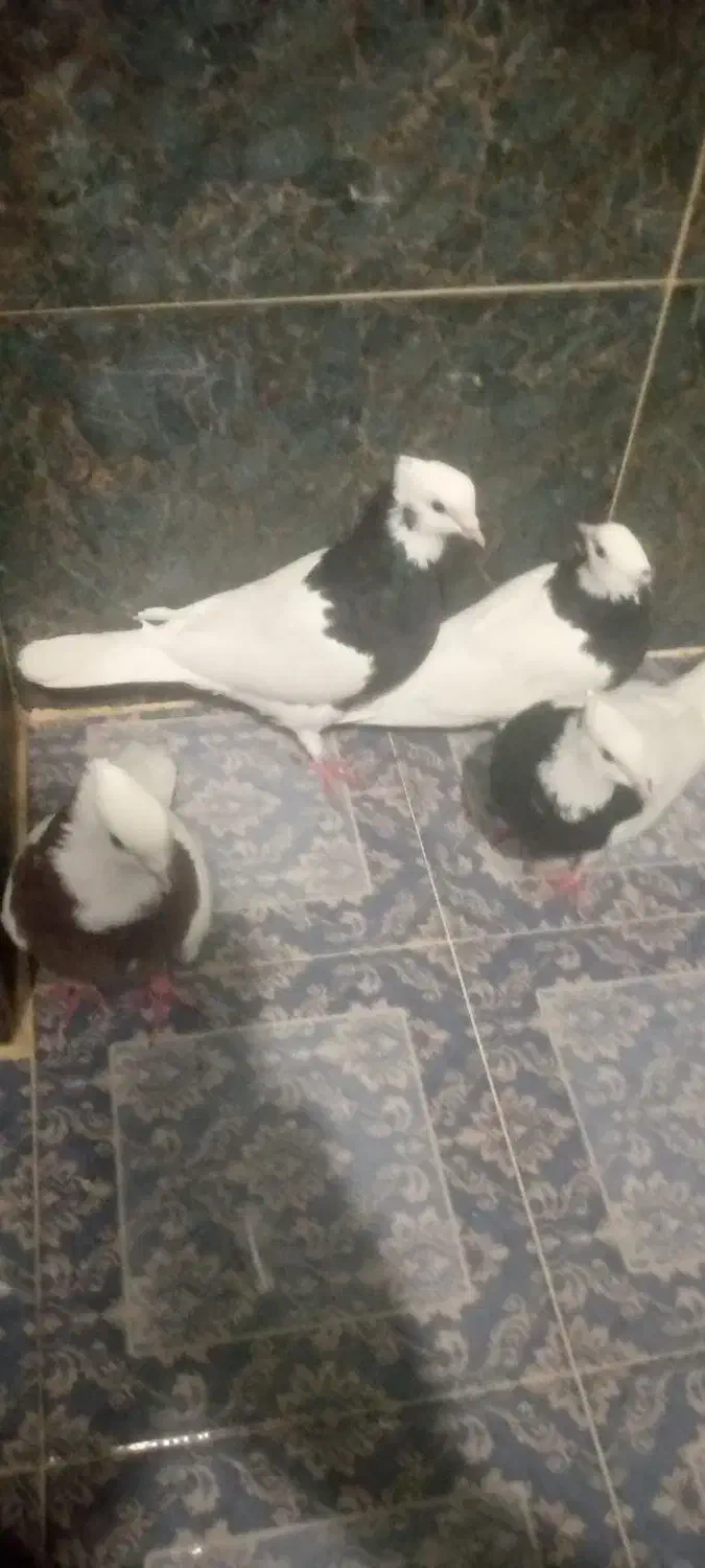 هفت عددکبوترطوقی بفروش میرسند|پرنده|چابهار, |دیوار