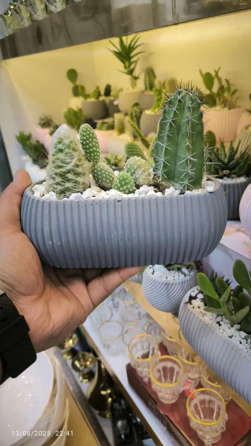 گلدان کاکتوس بزرگ سه گل عمده تک«امید دکور»|گل و گیاه طبیعی|مشهد, شهرک رازی (شهرک غرب)|دیوار