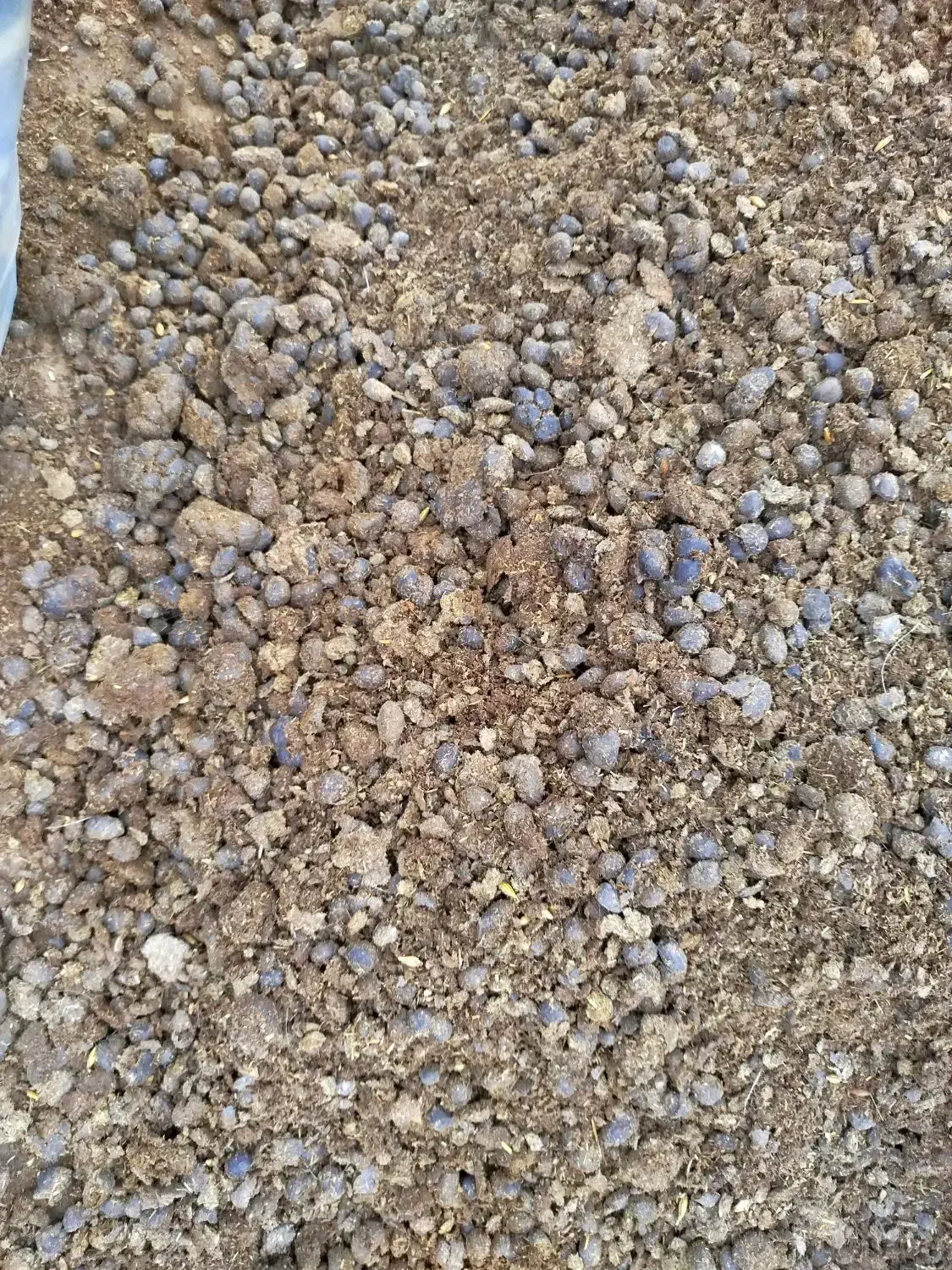 در تناژ بار درختان مرکبات تاثیر بسیار زیادی دارد|گل و گیاه طبیعی|نکا, |دیوار