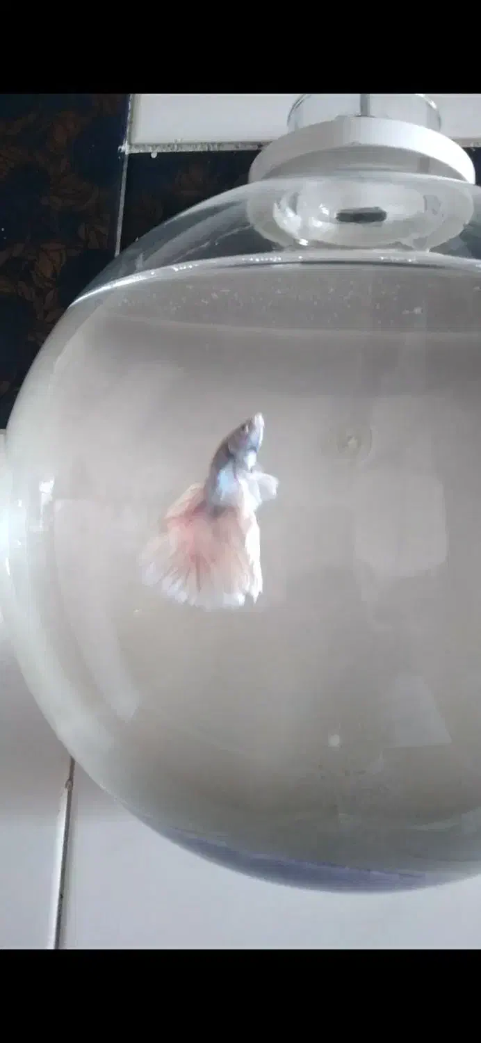 فایتر|ماهی|لنجان, |دیوار