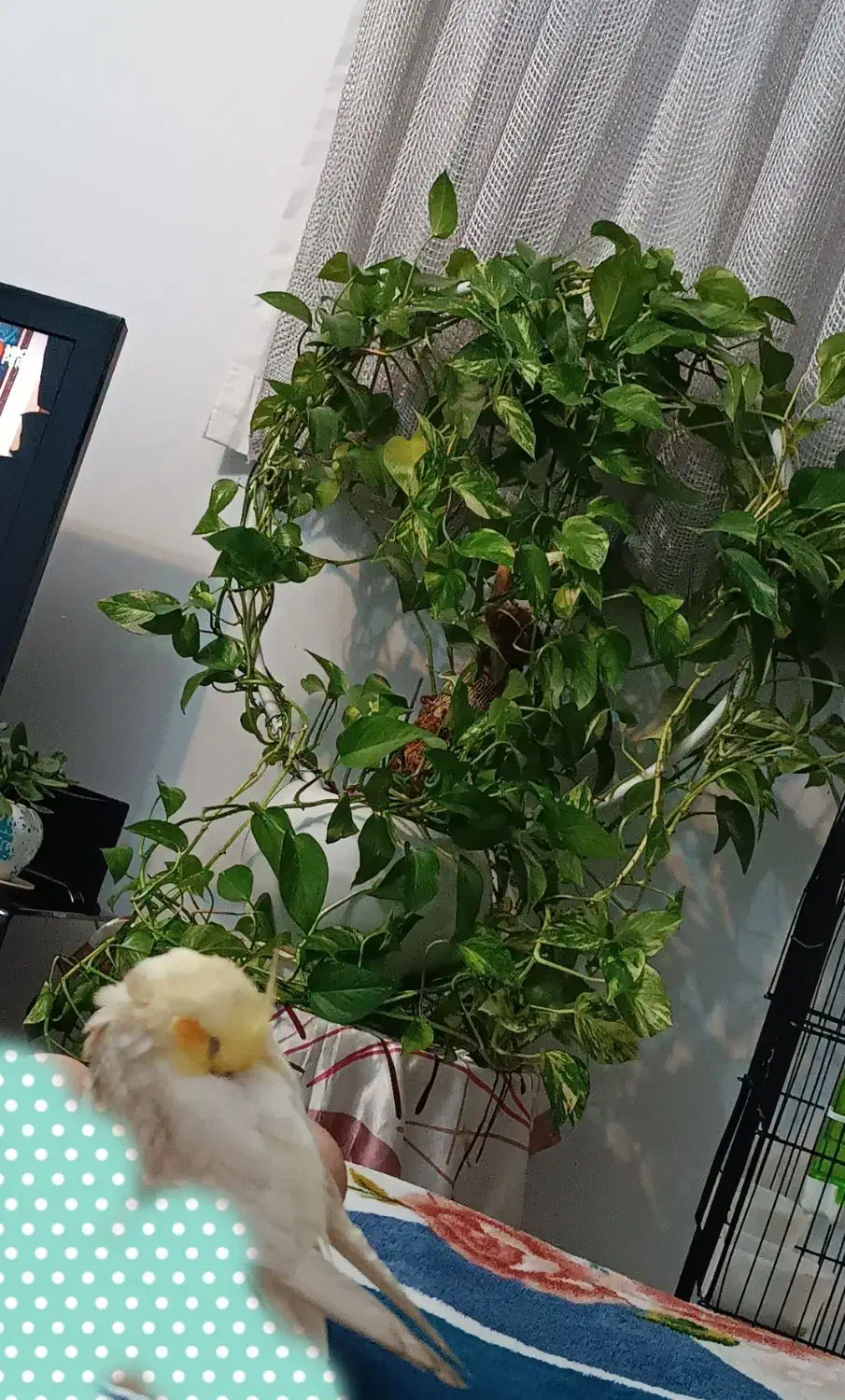 گلدان پتوس سبز و ابلق|گل و گیاه طبیعی|شیراز, فاضل|دیوار