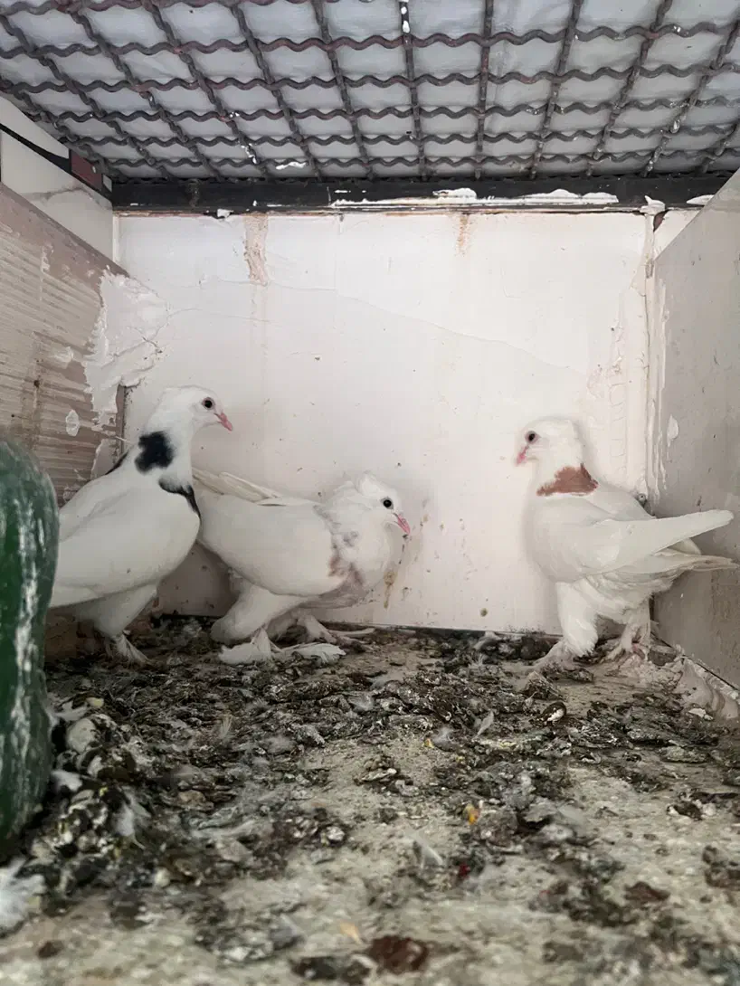 کفتر|پرنده|قم, امامزاده ابراهیم|دیوار