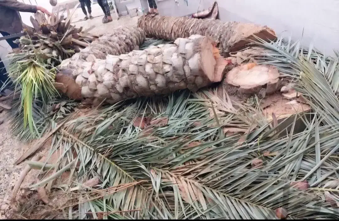 بریدن نخل قطع نخل حرس نخل سمپاشی  در آوردن ریش نخل|خدمات باغبانی و درختکاری|اهواز, نادری|دیوار