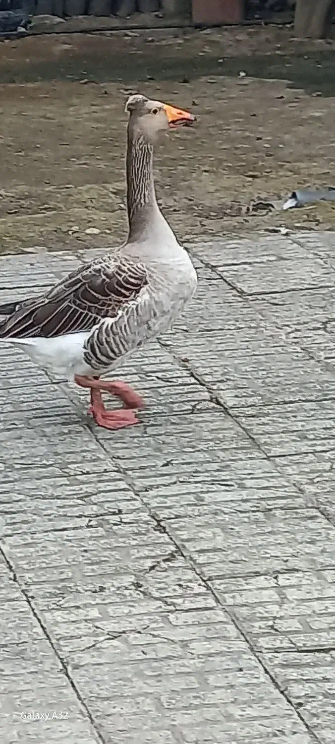 غاز کاکلی نر کاکل درشت|حیوانات مزرعه|قائمشهر, |دیوار