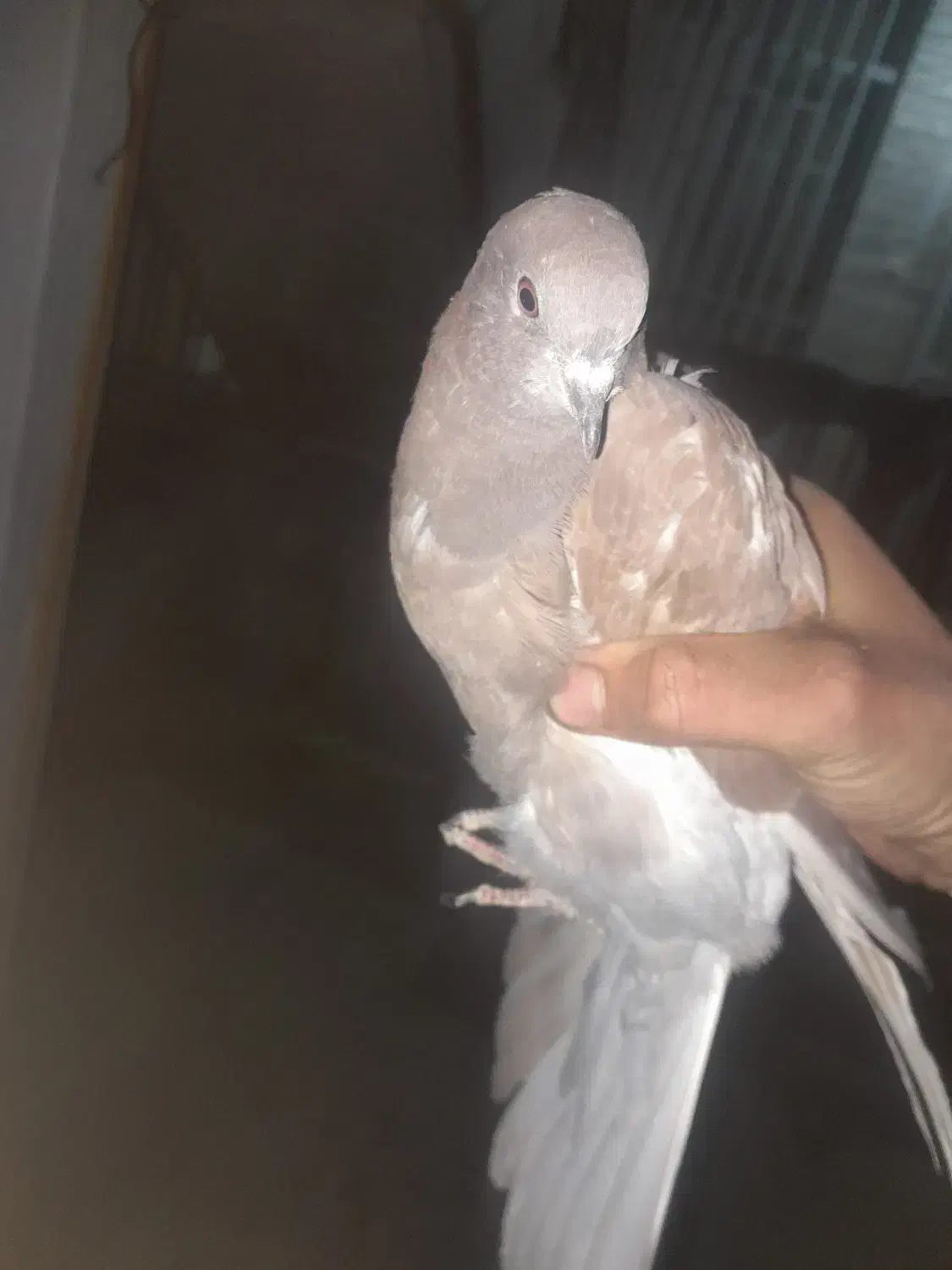 کفتر گم شده|حیوانات|ملایر, |دیوار