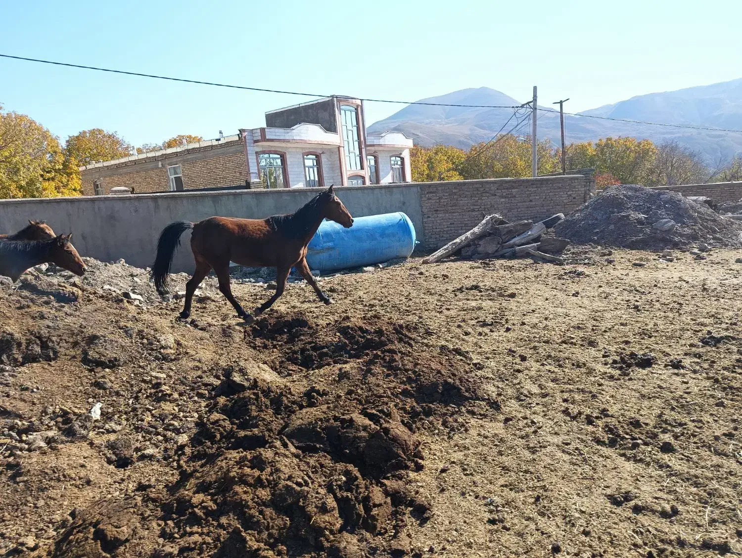 واگذاری اسب|اسب و تجهیزات اسبسواری|مرند, |دیوار