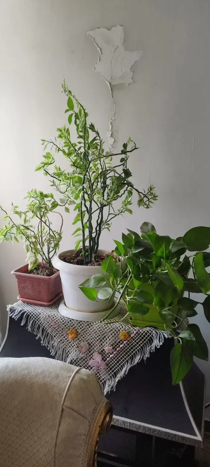 گلهای طبیعی شاداب وزیبا|گل و گیاه طبیعی|تهران, افسریه شمالی|دیوار