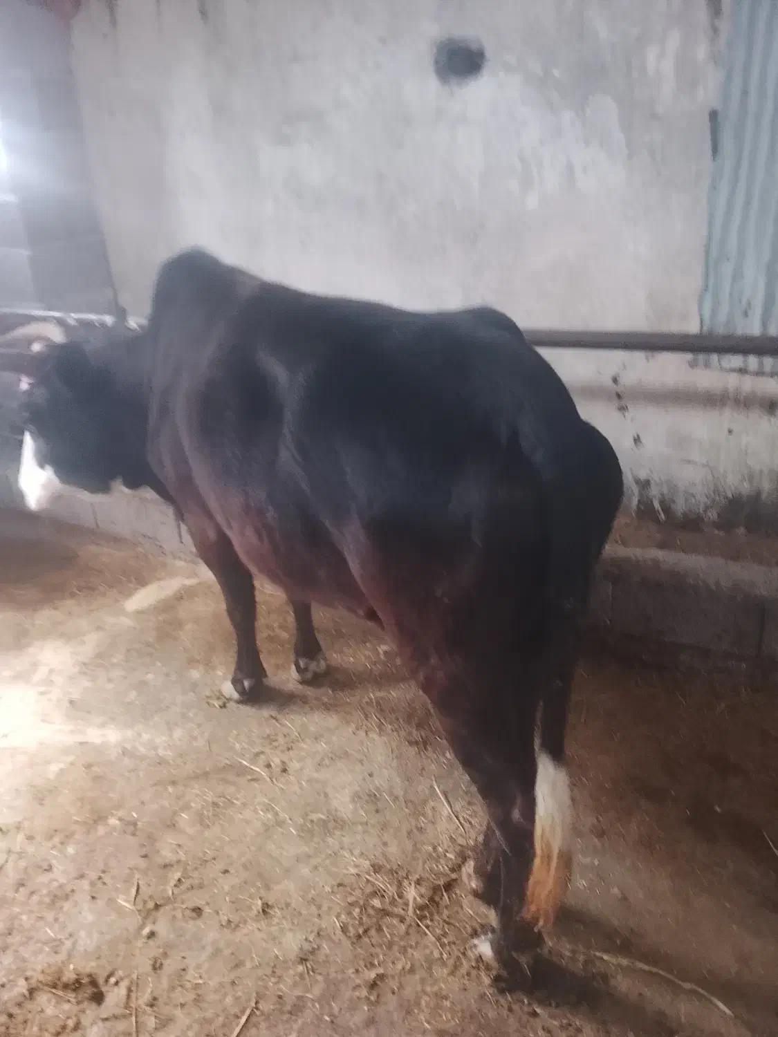 گاو چالوسی ورزا گاو لیشه|حیوانات مزرعه|کوچصفهان, |دیوار