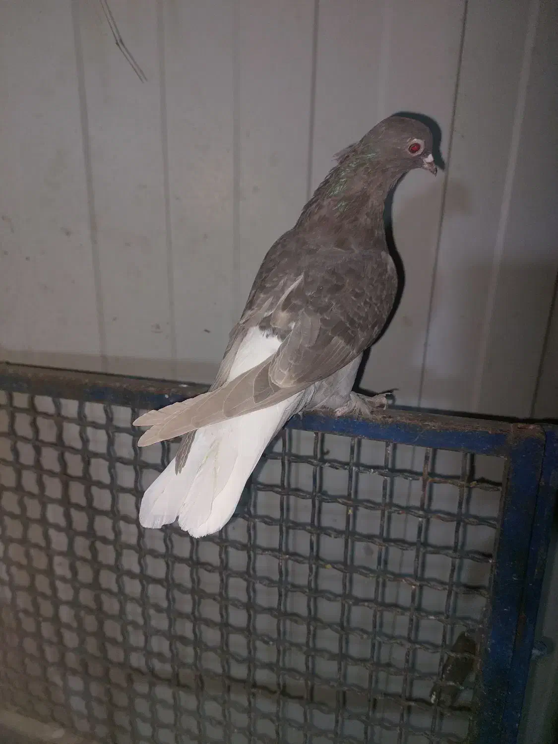 کبوتر|پرنده|شیراز, تندگویان|دیوار