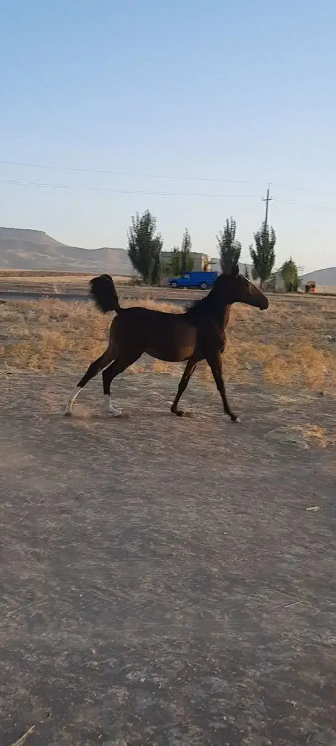 کره مادیان کرد|اسب و تجهیزات اسب‌سواری|ماهیدشت, |دیوار