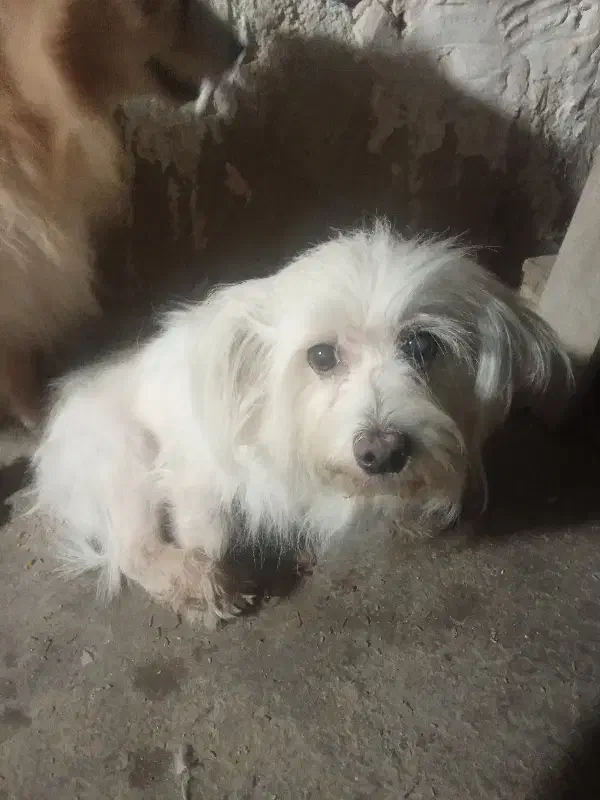 سگ پشمالو|سگ|برازجان, |دیوار