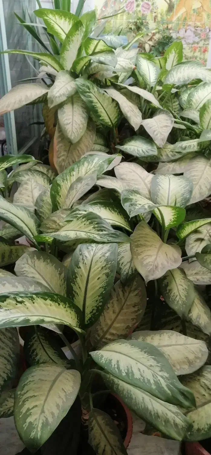 گل زیبا|گل و گیاه طبیعی|نجفآباد, مزرعه طالب|دیوار