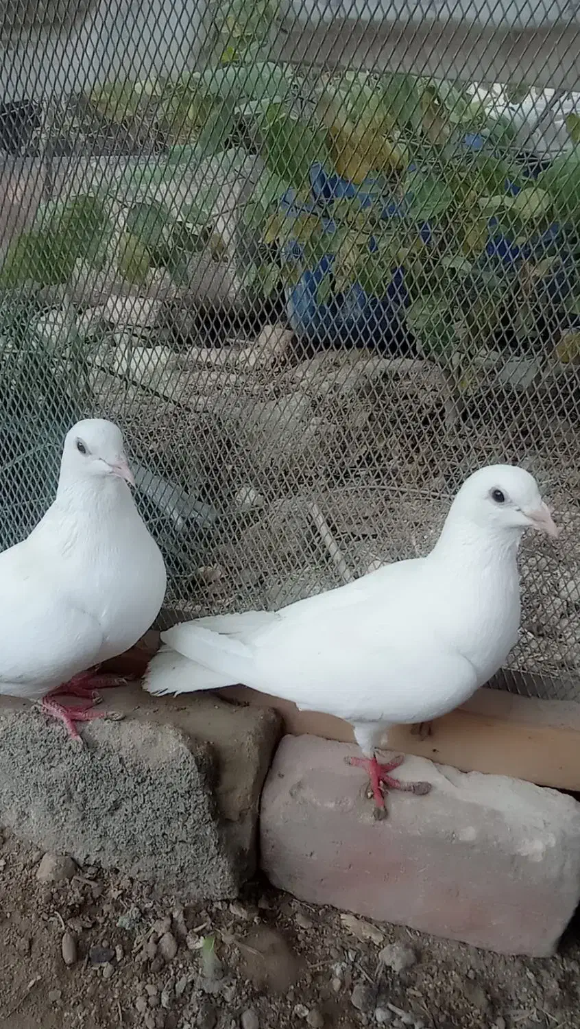 کبوتر|پرنده|سراوان, |دیوار