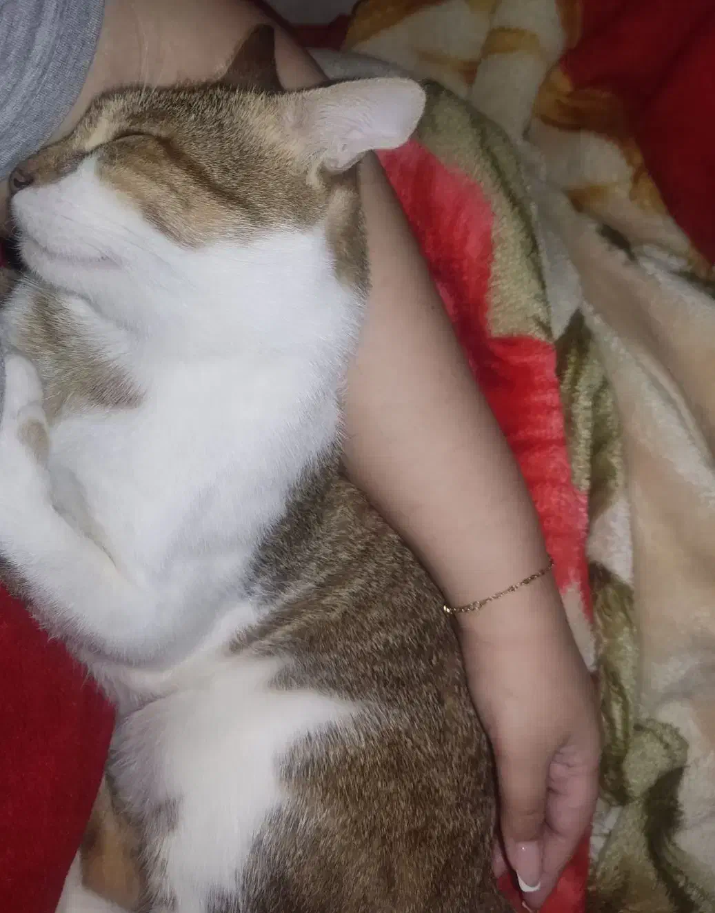 گربه واگذاری|گربه|دزفول, |دیوار