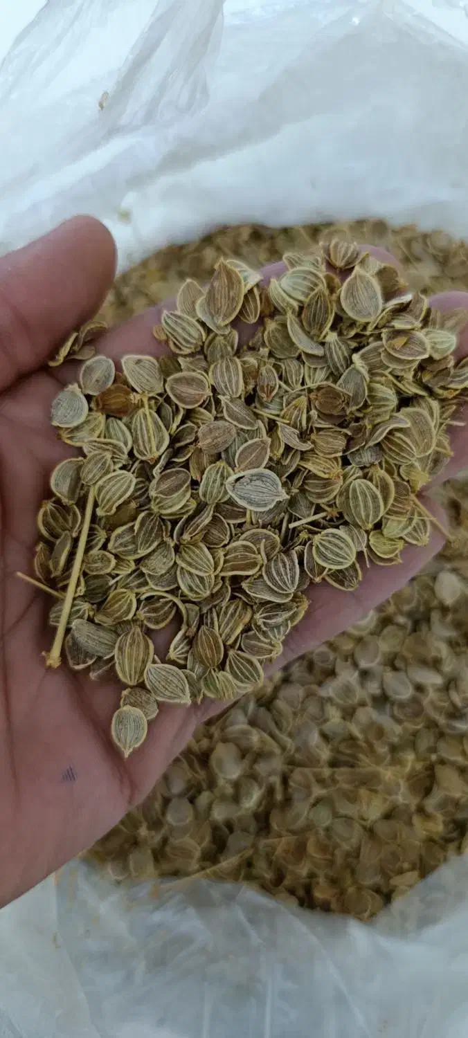 بذر کرفس، بنسرخ، چویل، موسیر کوهی|عمده‌فروشی|کوهرنگ, |دیوار