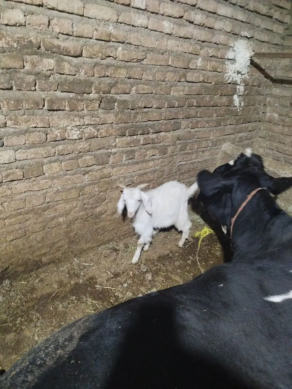 4تا هستند همشون نر هستند|حیوانات مزرعه|مهاباد (آذربایجان غربی), |دیوار