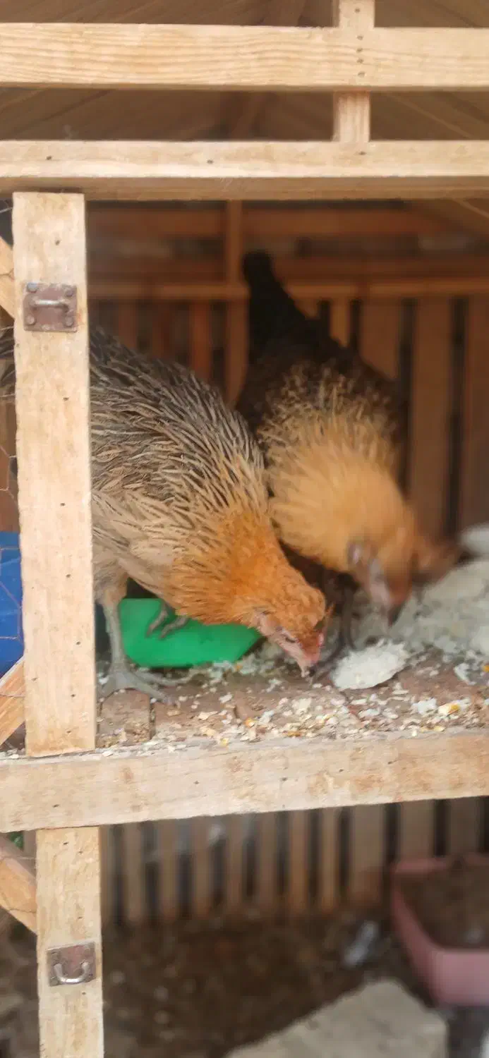 جوجه مرغ وجوجه خروس سه ماهه|حیوانات مزرعه|یزد, |دیوار