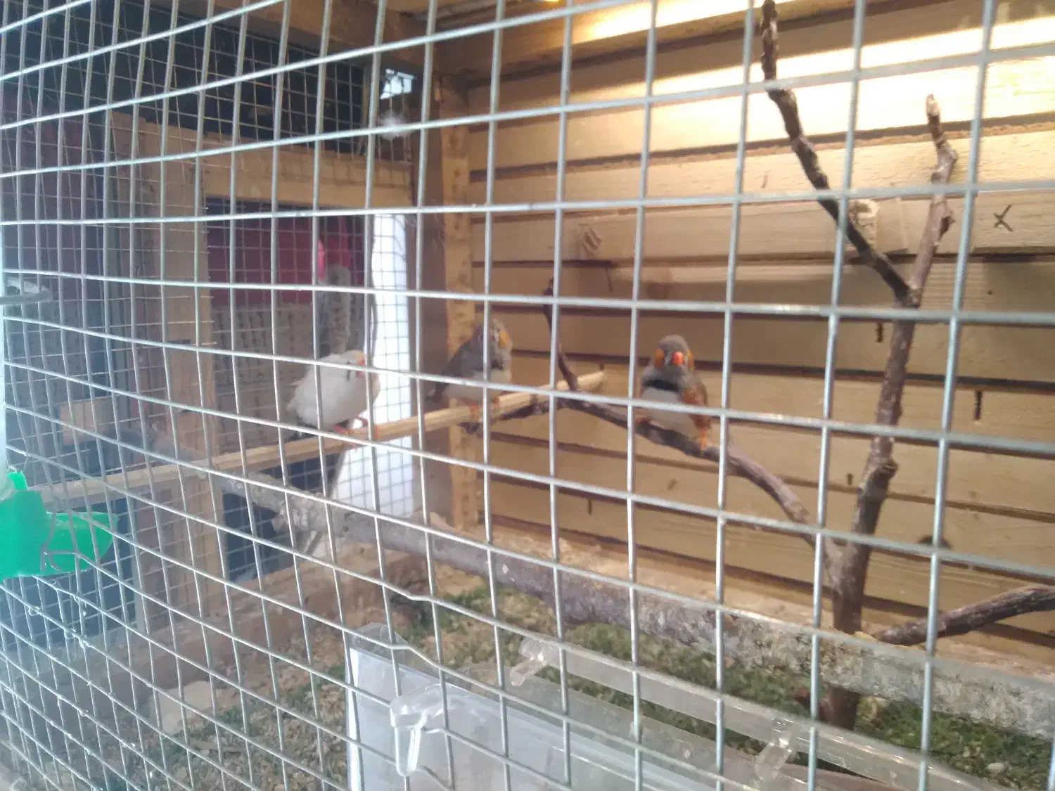 فنج|پرنده|محمدشهر, محمدشهر|دیوار