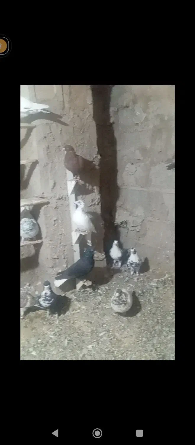 کبوتر نر ماده|پرنده|یزدان شهر, |دیوار