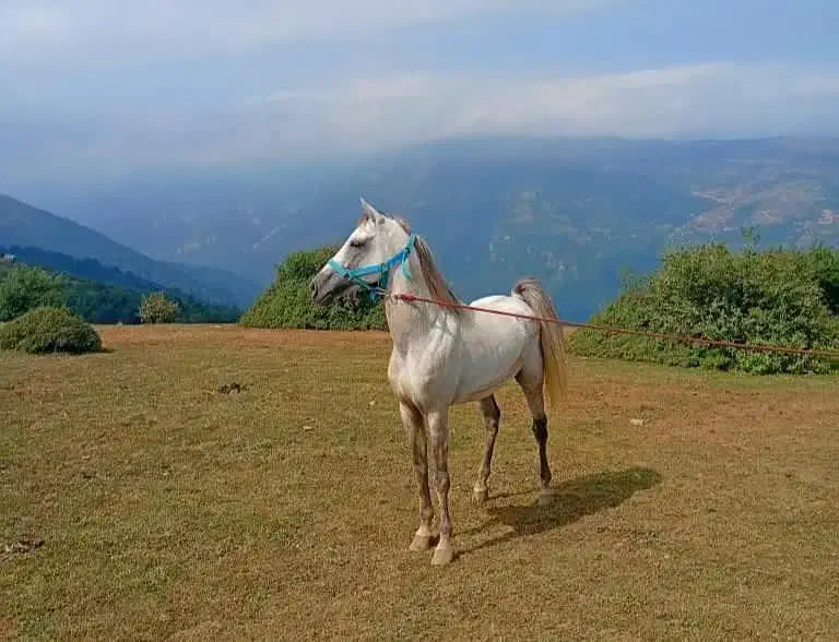 اسب|اسب و تجهیزات اسب‌سواری|رامسر, |دیوار