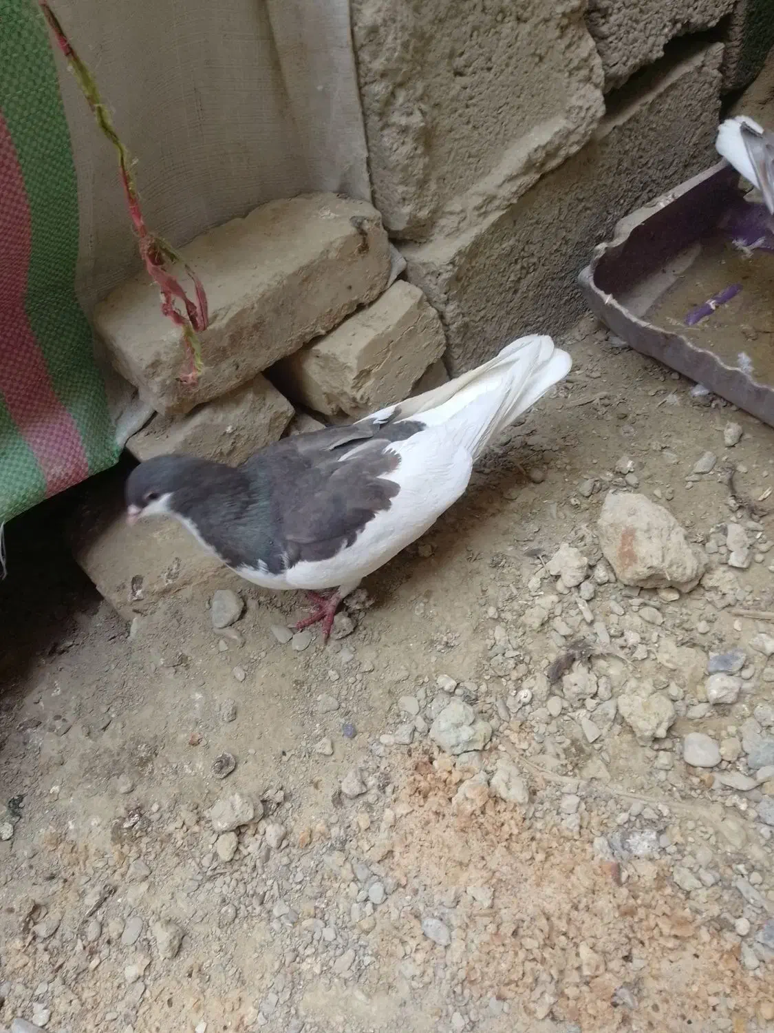 کبوتر|پرنده|سراوان, |دیوار