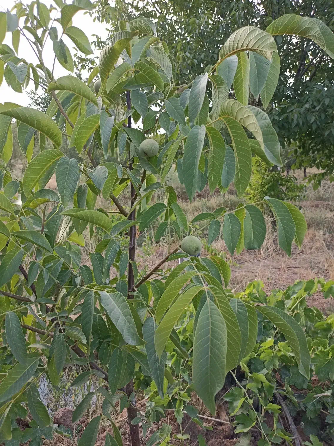 باغ میوه و انگور|فروش زمین و ملک کلنگی|خرمدره, |دیوار