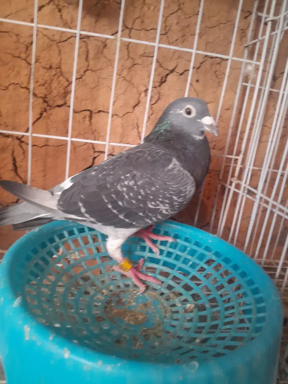 یک جفت پلاکی|پرنده|مسجد سلیمان, |دیوار